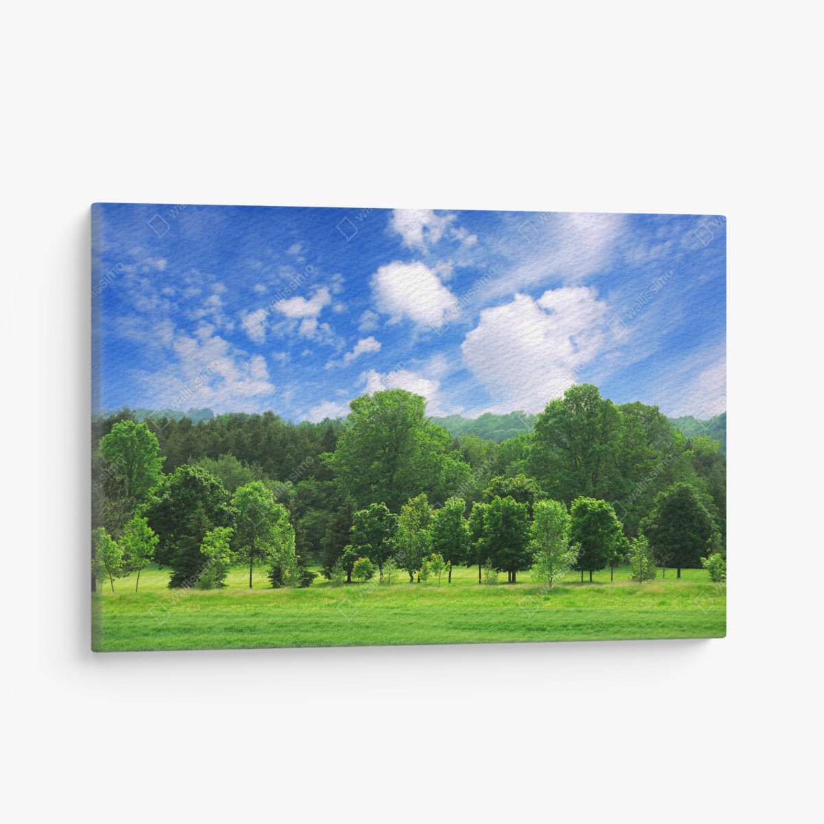 Quadro su tela panorama estivo di bosco giovane e cielo azzurro • Wallissimo®