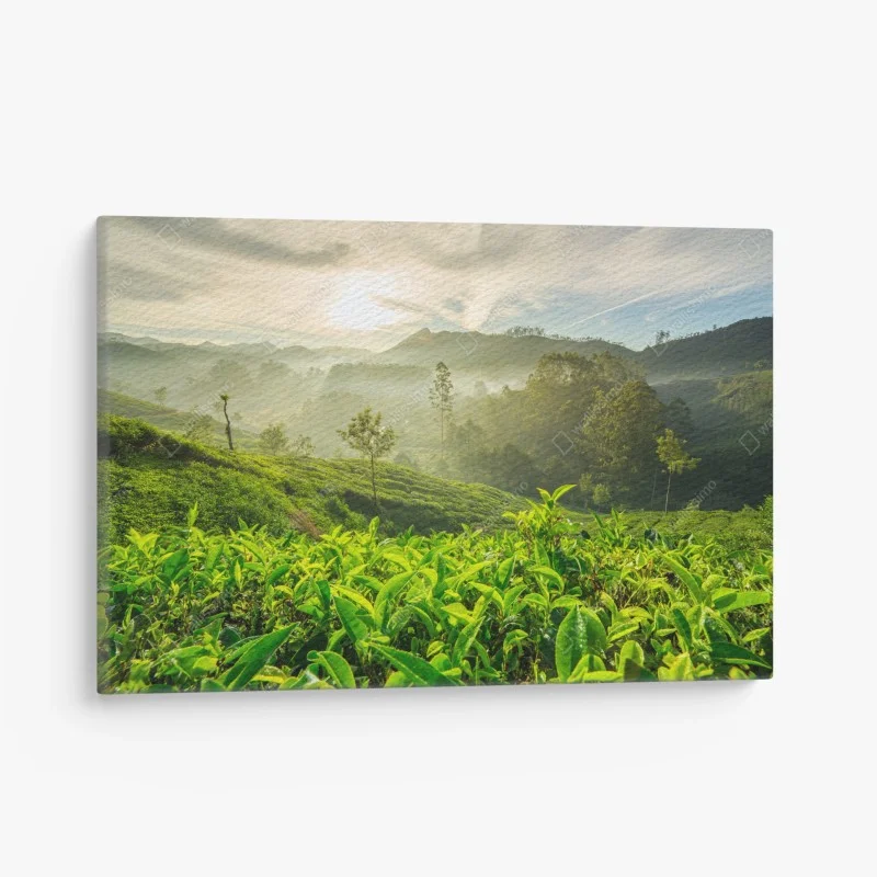 Quadro su tela mattina dorata sulle piantagioni di tè a Munnar