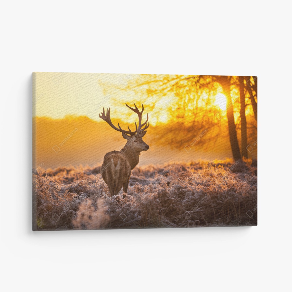 Quadro su tela cervo all'alba nel campo gelato • Wallissimo®