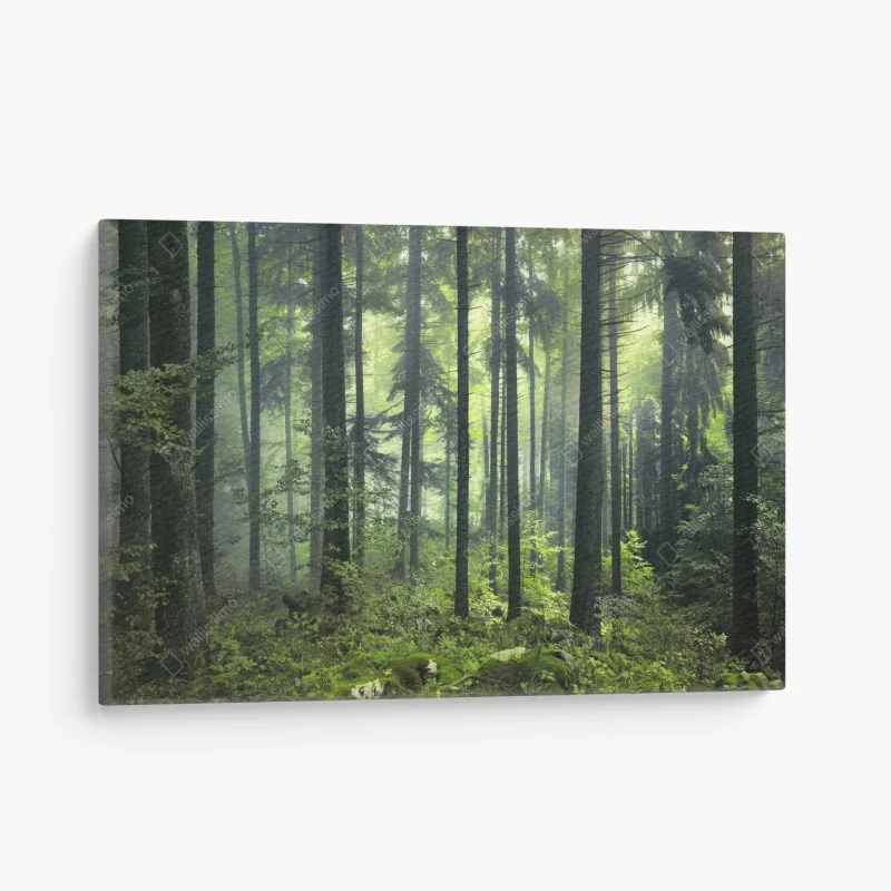 Quadro su tela foresta primaverile misteriosa