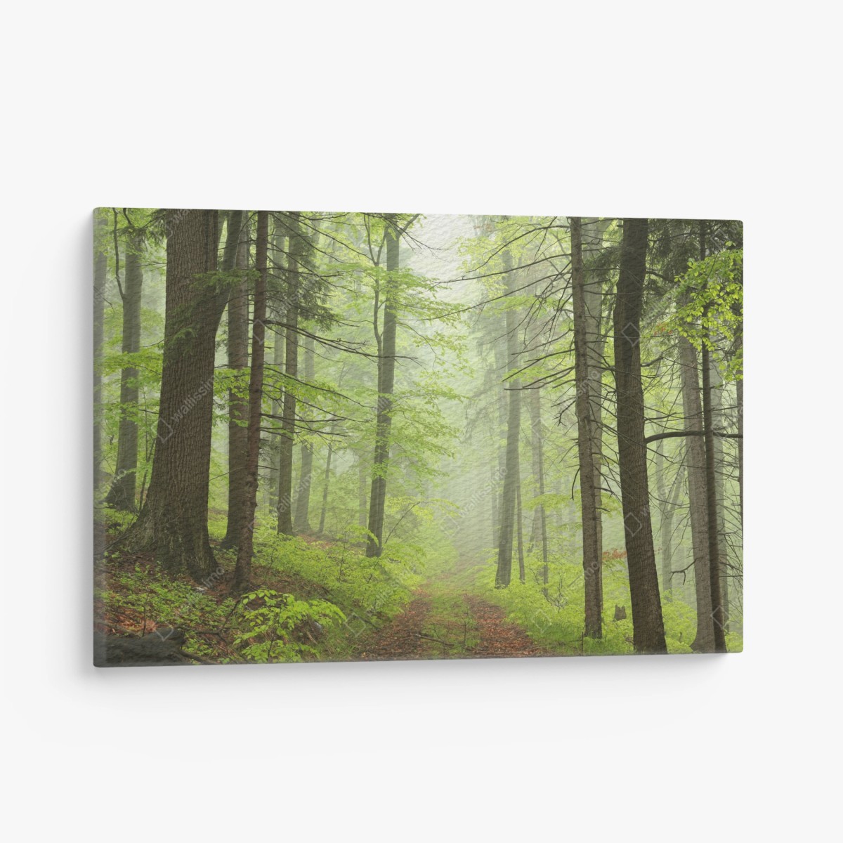 Quadro su tela foresta nebbiosa: sentiero tra gli alberi • Wallissimo®