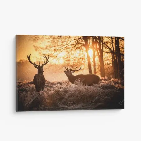 Quadro su tela cervi al tramonto nel bosco • Wallissimo®