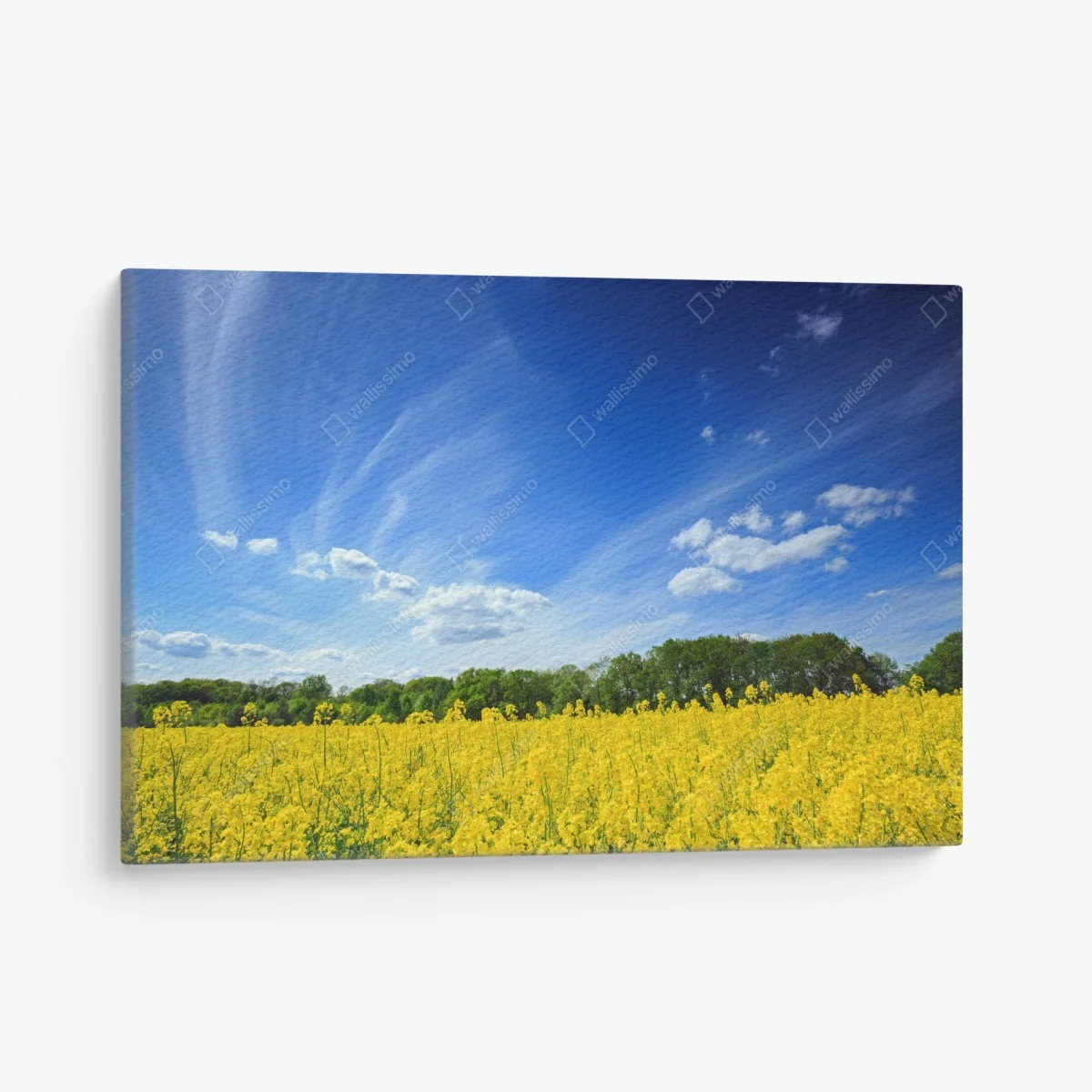 Quadro su tela campo di colza in fiore in Polonia • Wallissimo® Quadro su tela campo di colza in fiore in Polonia • Wallissimo®