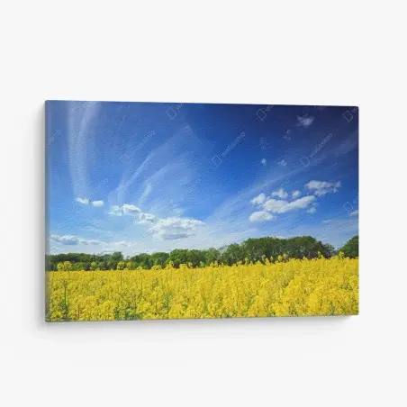Quadro su tela campo di colza in fiore in Polonia • Wallissimo®