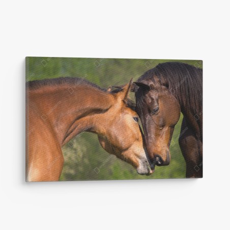 Quadro su tela abbraccio di cavalli al pascolo • Wallissimo®