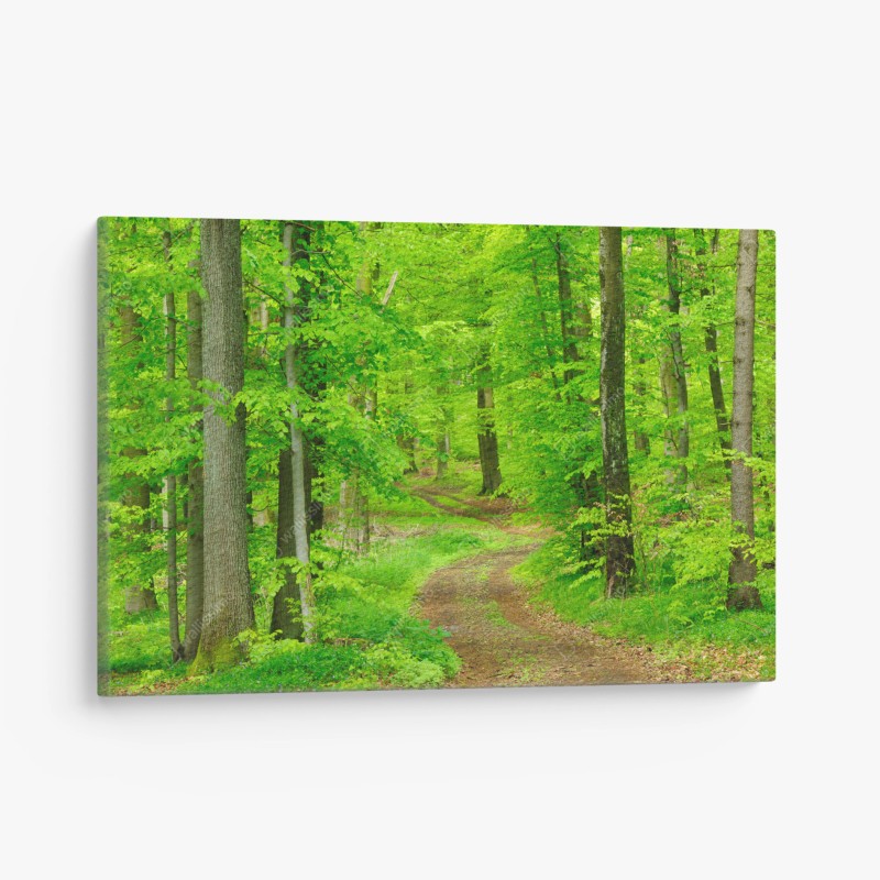 Quadro su tela sentiero nel bosco primaverile