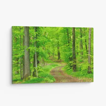 Quadro su tela sentiero nel bosco primaverile • Wallissimo®