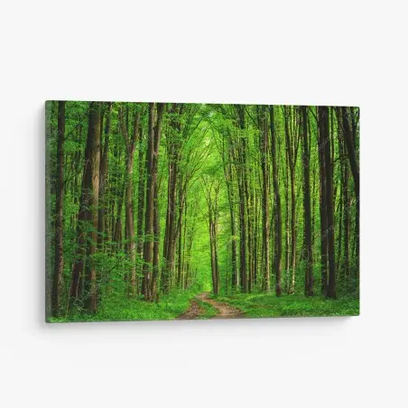 Quadro su tela sentiero nella foresta verde • Wallissimo®