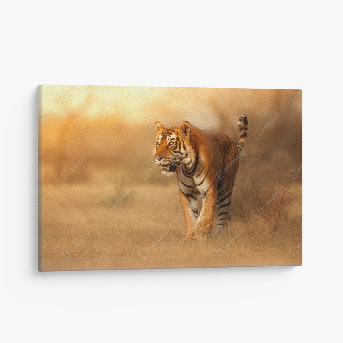 Quadro su tela tigre maestosa al tramonto • Wallissimo®