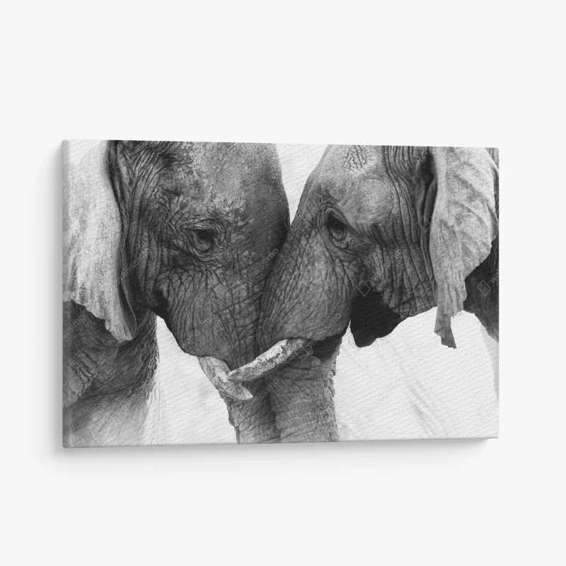 Quadro su tela incontro intimo tra elefanti in bianco e nero