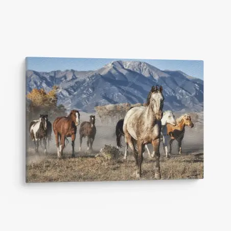 Quadro su tela mandria in corsa sulle praterie di Zapata Ranch, Colorado • Wallissimo®