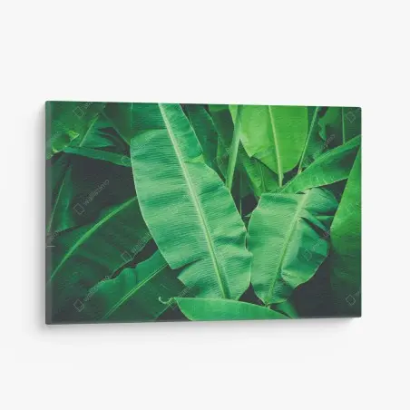 Quadro su tela composizione di foglie di banano tropicali • Wallissimo®