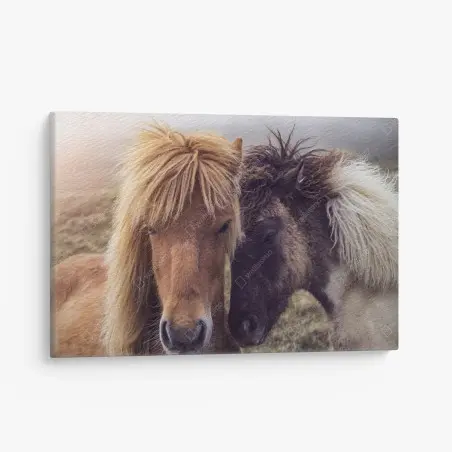 Quadro su tela abbraccio di cavalli faroesi sulle Isole Faroe • Wallissimo®