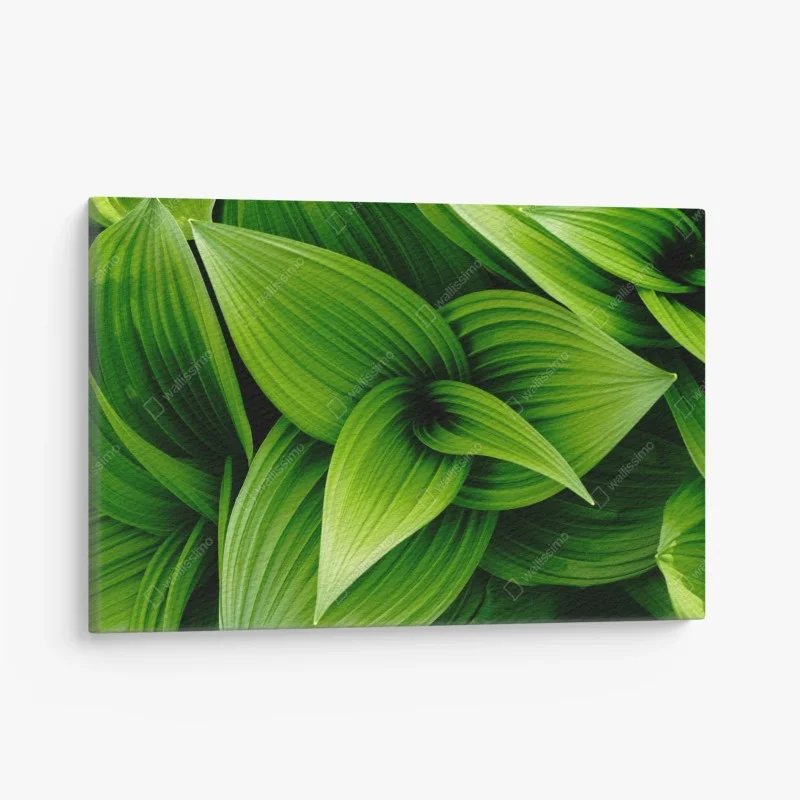 Quadro su tela motivo botanico di foglie verdi