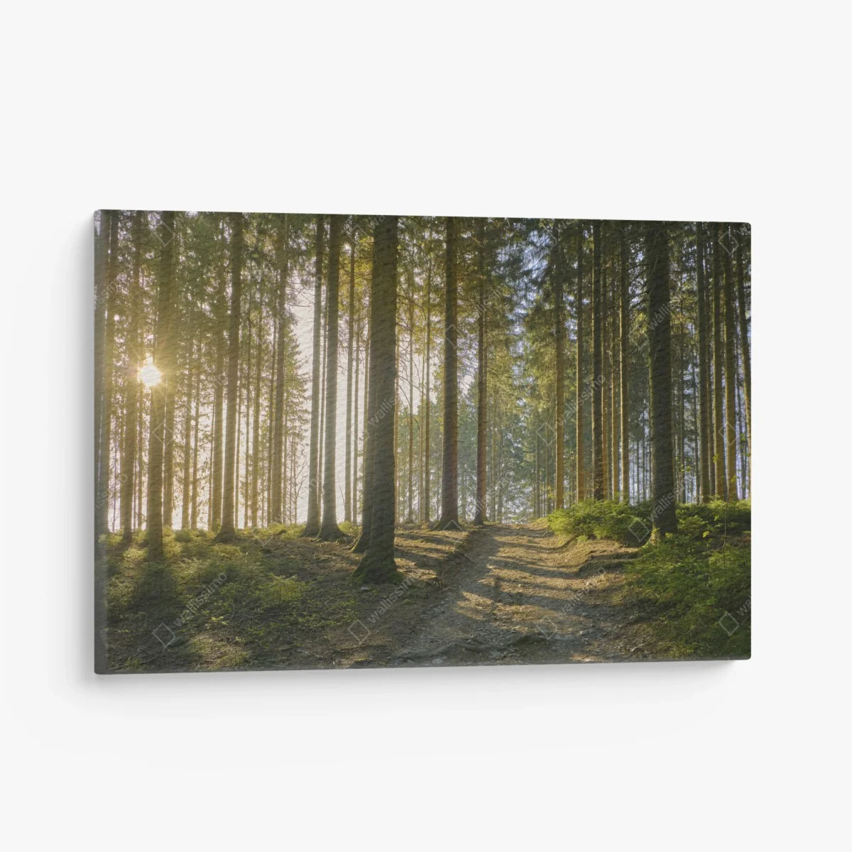 Quadro su tela sentiero nel bosco al tramonto • Wallissimo® Quadro su tela sentiero nel bosco al tramonto • Wallissimo®