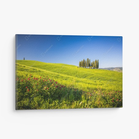 Quadro su tela colline verdi con filare di cipressi • Wallissimo®