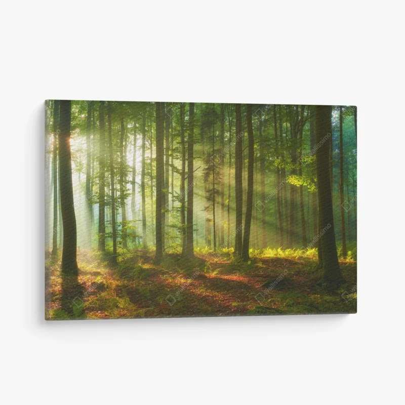 Quadro su tela mattina luminosa nella foresta