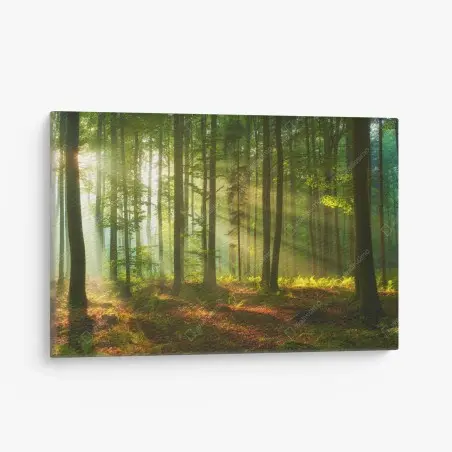 Quadro su tela mattina luminosa nella foresta • Wallissimo®