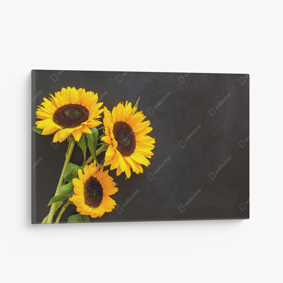 Quadro su tela girasoli luminosi su sfondo scuro • Wallissimo®