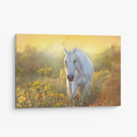 Quadro su tela elegante cavallo bianco al sorgere del sole • Wallissimo®