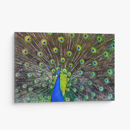 Quadro su tela esplosione di colori: pavone in posa • Wallissimo®