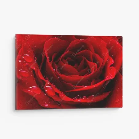 Quadro su tela rosa rossa in primo piano con gocce di rugiada • Wallissimo®