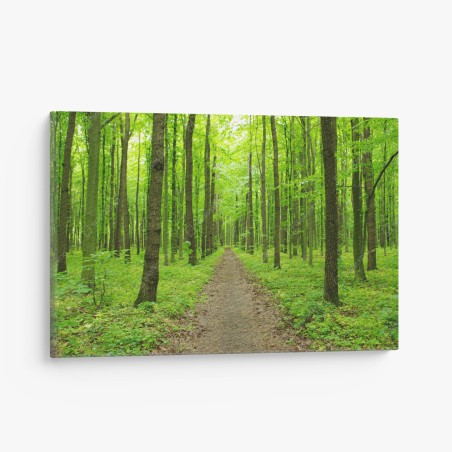 Quadro su tela sentiero verde nella foresta primaverile • Wallissimo®