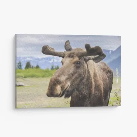 Quadro su tela alce maestoso in primo piano • Wallissimo®