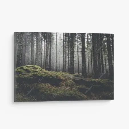 Quadro su tela bosco nebbioso e muschio verde • Wallissimo®