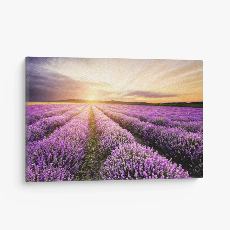 Quadro su tela alba dorata sul campo di lavanda in Bulgaria