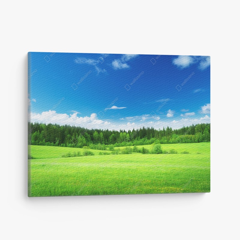 Quadro su tela paesaggio primaverile con prato e foresta