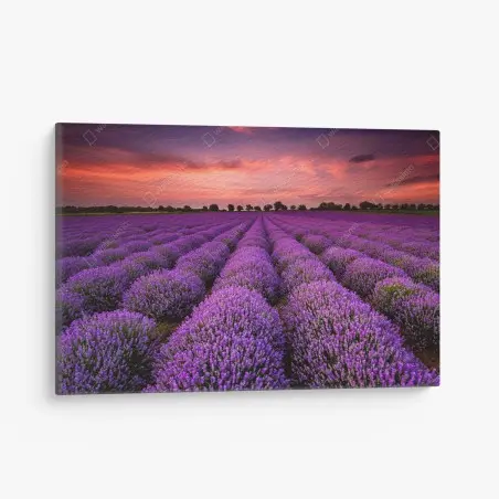 Quadro su tela orizzonte di lavanda al tramonto • Wallissimo®