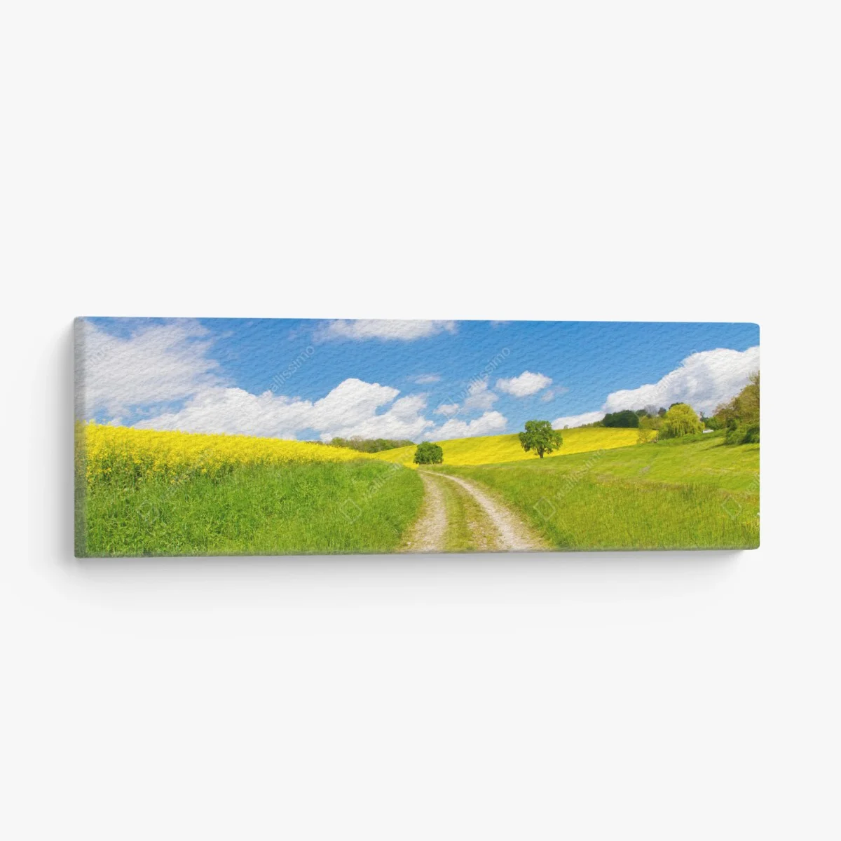 Quadro su tela sentiero tra i campi di colza e prati verdi • Wallissimo® Quadro su tela sentiero tra i campi di colza e prati verdi • Wallissimo®