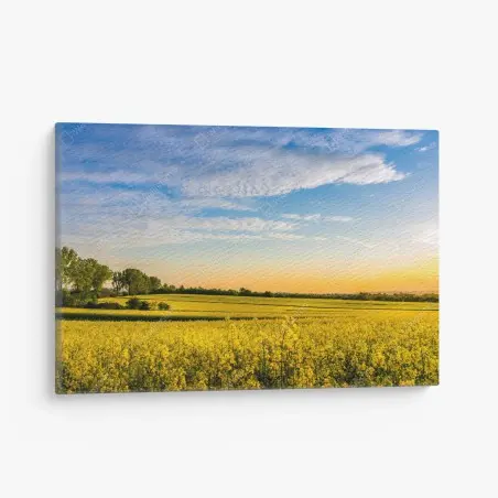 Quadro su tela tramonto sul campo di colza • Wallissimo®