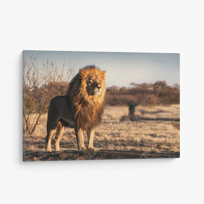 Quadro su tela il re della savana