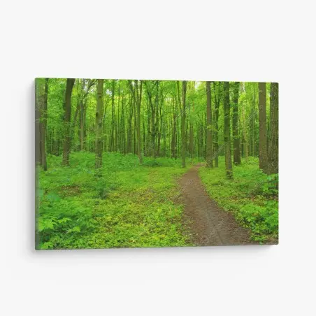 Quadro su tela sentiero nella foresta primaverile • Wallissimo®