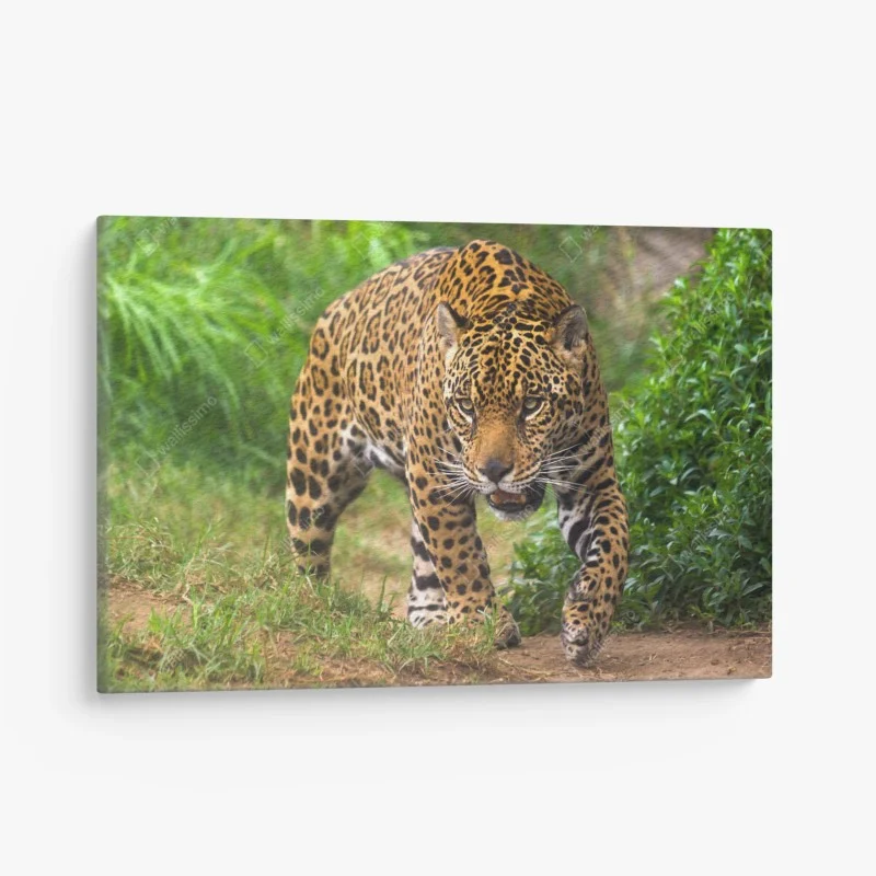 Quadro su tela sguardo selvaggio ritratto di giaguaro