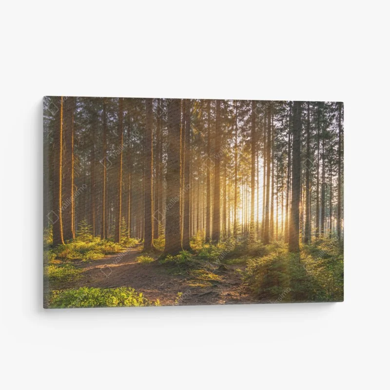 Quadro su tela rifugio di luce nella foresta