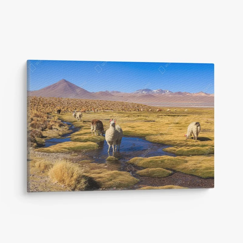 Quadro su tela lama sull'altopiano delle Ande