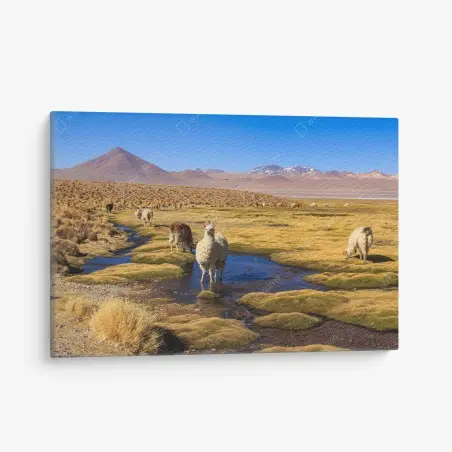 Quadro su tela lama sull'altopiano delle Ande • Wallissimo®