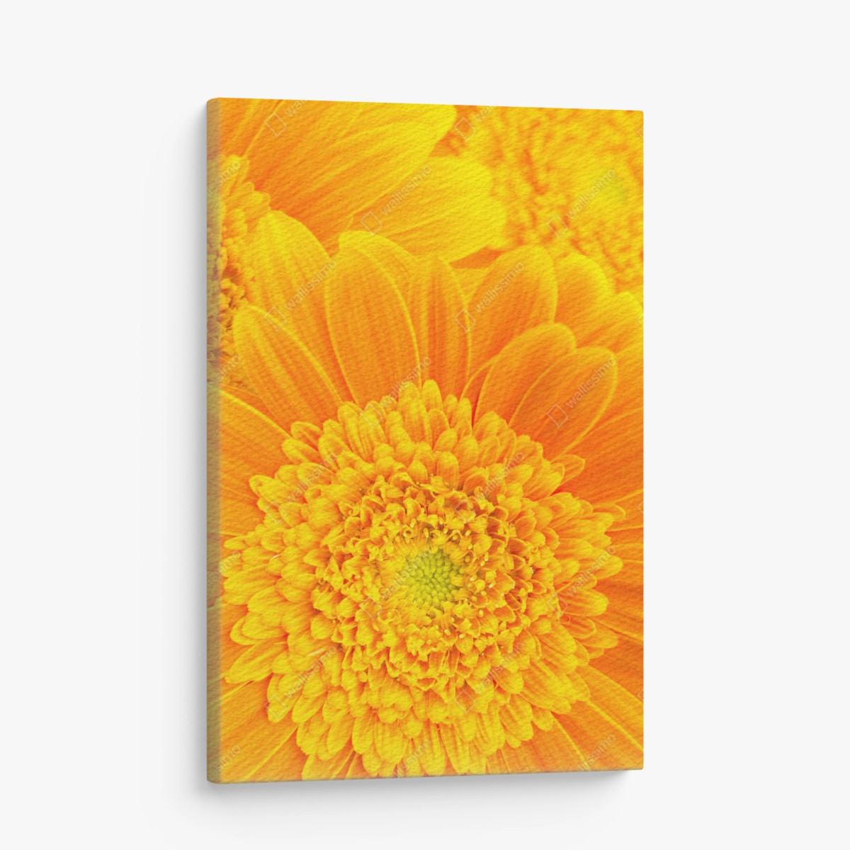 Quadro su tela esplosione di gerbere giallo-arancione • Wallissimo®