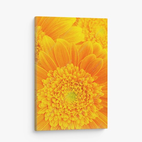Quadro su tela esplosione di gerbere giallo-arancione • Wallissimo®