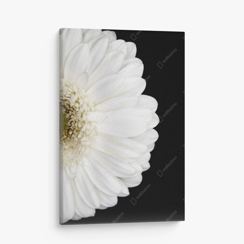 Quadro su tela gerbera bianca su sfondo nero