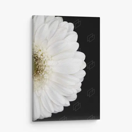 Quadro su tela gerbera bianca su sfondo nero • Wallissimo®