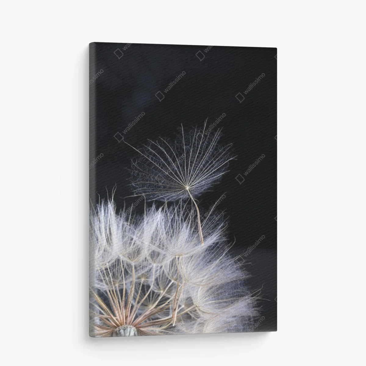 Quadro su tela soffione sospeso su sfondo nero • Wallissimo® Quadro su tela soffione sospeso su sfondo nero • Wallissimo®