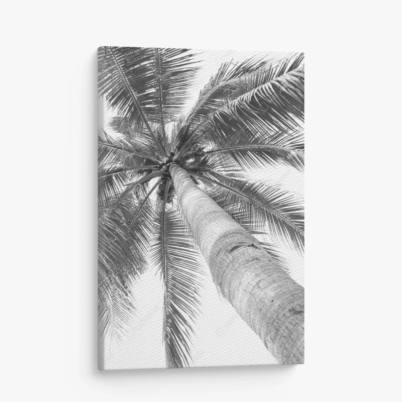 Quadro su tela palma vista dal basso in bianco e nero