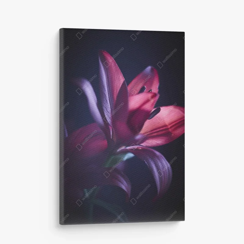 Quadro su tela giglio cremisi in controluce