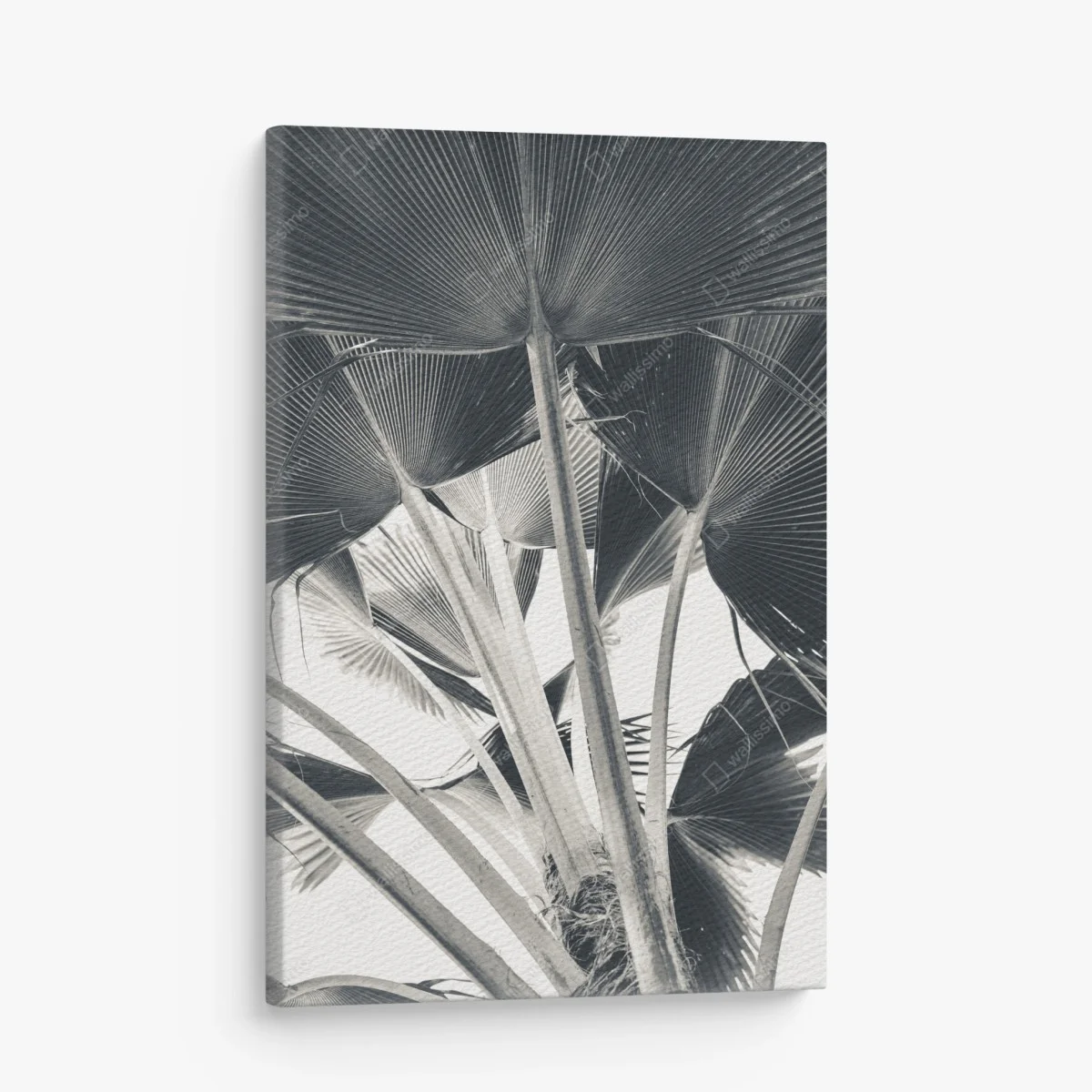 Quadro su tela dettaglio di palme a ventaglio in bianco e nero • Wallissimo® Quadro su tela dettaglio di palme a ventaglio in bianco e nero • Wallissimo®