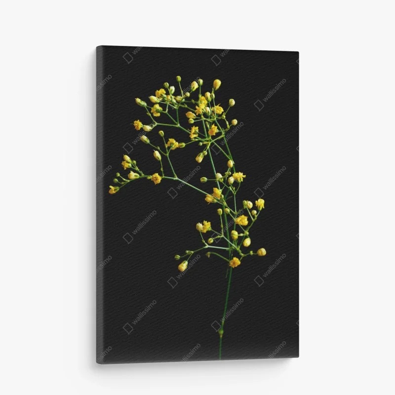 Quadro su tela elegante gipsofila gialla su sfondo nero