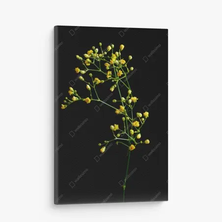 Quadro su tela elegante gipsofila gialla su sfondo nero • Wallissimo®